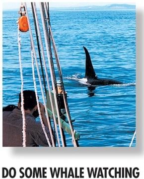 DO SOME WHALE WATCHING